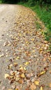 Fallen leaves on a backroad