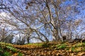 Fallen leaves at the base of a large western sycamore tree (Platanus Racemosa), Sycamore Grove Park, Livermore, San Francisco bay