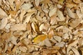 Fallen leaves Royalty Free Stock Photo