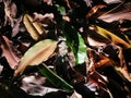 Fallen leaves being bathed with sunlight