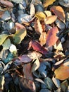 Fallen leaves being bathed with sunlit