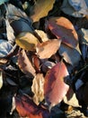 Fallen leaves being bathed with sunlit