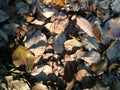 Fallen leaves being bathed with sunlit