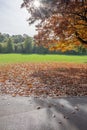 Fallen leaves, Blaise Castle Royalty Free Stock Photo