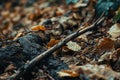 Fallen leaves and branches on forest floor Royalty Free Stock Photo
