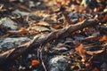 Fallen leaves and branches on the forest floor Royalty Free Stock Photo