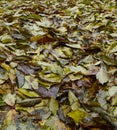 Fallen leaves of cherries