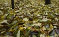 Fallen leaves of cherries