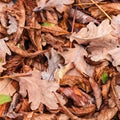 Fallen leaves of chestnut, maple, oak, acacia. Brown, red, orange and gren Autumn Leaves Background