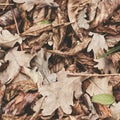 Fallen leaves of chestnut, maple, oak, acacia. Brown, red, orange and gren Autumn Leaves Background. Soft color Royalty Free Stock Photo