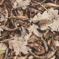 Fallen leaves of chestnut, maple, oak, acacia. Brown, red, orange and gren Autumn Leaves Background. Soft colors Royalty Free Stock Photo