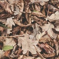 Fallen leaves of chestnut, maple, oak, acacia. Brown, red, orange and gren Autumn Leaves Background. Soft colors Royalty Free Stock Photo