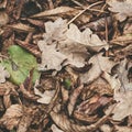 Fallen leaves of chestnut, maple, oak, acacia. Brown, red, orange and gren Autumn Leaves Background. Soft colors Royalty Free Stock Photo