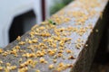 The fallen leaves of Chinese osmanthus trees