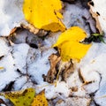 Fallen leaves close up on lawn covered with snow Royalty Free Stock Photo