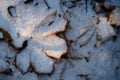 fallen leaves covered with first snow with a spot of sunlight close-up. top view. artistic winter photo Royalty Free Stock Photo