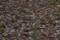 Leaves covered with hoarfrost Royalty Free Stock Photo