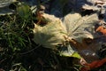 Fallen leaves covered with hoarfrost Royalty Free Stock Photo