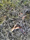 Fallen leaves covered with white frost lying on the grass Royalty Free Stock Photo