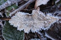 Fallen leaves in crystals of frost on frozen ground. Winter forest. Plants in ice. Royalty Free Stock Photo