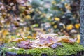 fallen leaves with drops of dew, lie on a stump covered with green moss