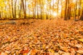 Fallen leaves and fall foliage