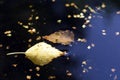 Fallen leaves floating in dark water, closeup Royalty Free Stock Photo