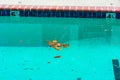 Fallen leaves floating on the surface of outdoor swimming pool water Royalty Free Stock Photo