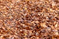 Fallen leaves on the floor on a lane, covered all the ground of the road in autumn. Selective focus between short distance and Royalty Free Stock Photo