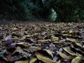 Fallen leaves on forest floor
