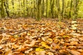 Fallen leaves on the forest floor Royalty Free Stock Photo