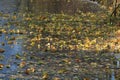 Fallen leaves on ice Royalty Free Stock Photo