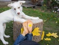Fallen leaves, funny white puppy and bare feet of a child with a painted smile. Autumn atmosphere