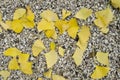 Fallen leaves of Gingko biloba tree Royalty Free Stock Photo