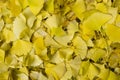 Fallen leaves of Gingko biloba tree Royalty Free Stock Photo