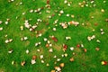 Fallen leaves on the green grass Royalty Free Stock Photo