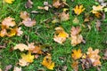 Fallen leaves on green grass, autumn background. Park. Royalty Free Stock Photo