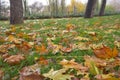 Fallen leaves in green grass close up