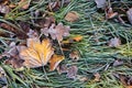 Fallen leaves on the grass in hoarfrost, frosty morning. Flatley. Copy space. Beautiful background. Royalty Free Stock Photo