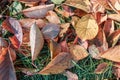 Fallen leaves on green grass under sunshine. Foliage on green grass for your background. Autumn time concept