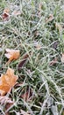 Fallen leaves on green grass with white frost, abstract natural background. Frozen foliage on the ground. First frost. . Freezing