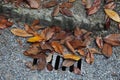 Fallen leaves at the grid of a street sewer drain at the curb of a pedestrian sidewalk Royalty Free Stock Photo