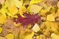 Fallen leaves on ground in autumn park. Group of yellow fallen leaves and one red leaf Royalty Free Stock Photo