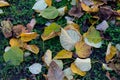 Fallen leaves on the ground, autumn rain, wet foliage, close-up Royalty Free Stock Photo