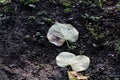 Fallen leaves on the ground, autumn rain, wet foliage, close-up Royalty Free Stock Photo