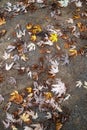 Fallen leaves on the ground in the forest. Autumn background. Royalty Free Stock Photo