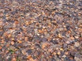 Fallen leaves Royalty Free Stock Photo