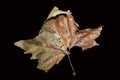 Fallen leaves isolated. Leaf fall. Golden autumn Royalty Free Stock Photo