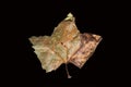 Fallen leaves isolated. Leaf fall. Golden autumn Royalty Free Stock Photo