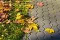 Autumn. Yellow and red leaves lie on the sidewalk. November. Leaf fall Royalty Free Stock Photo